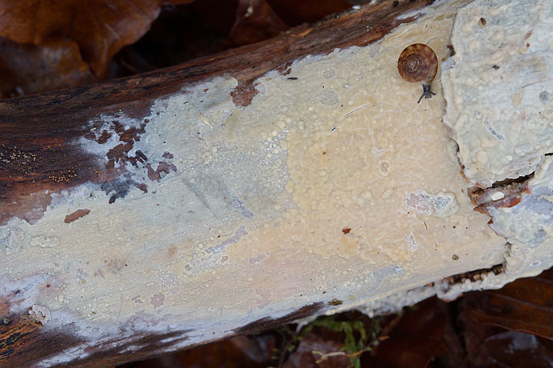 Gloeocystidiellum porosum